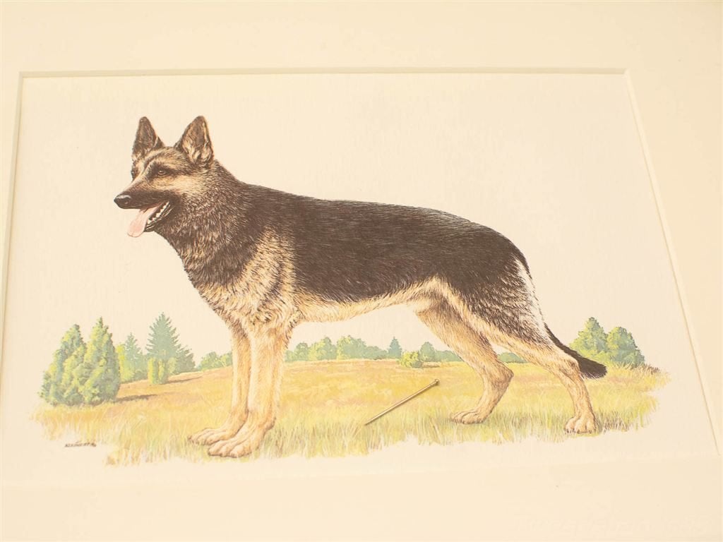 prent van een herdershond 37039, Ophalen of Verzenden, Voor 1920, Ongelopen, Vogel
