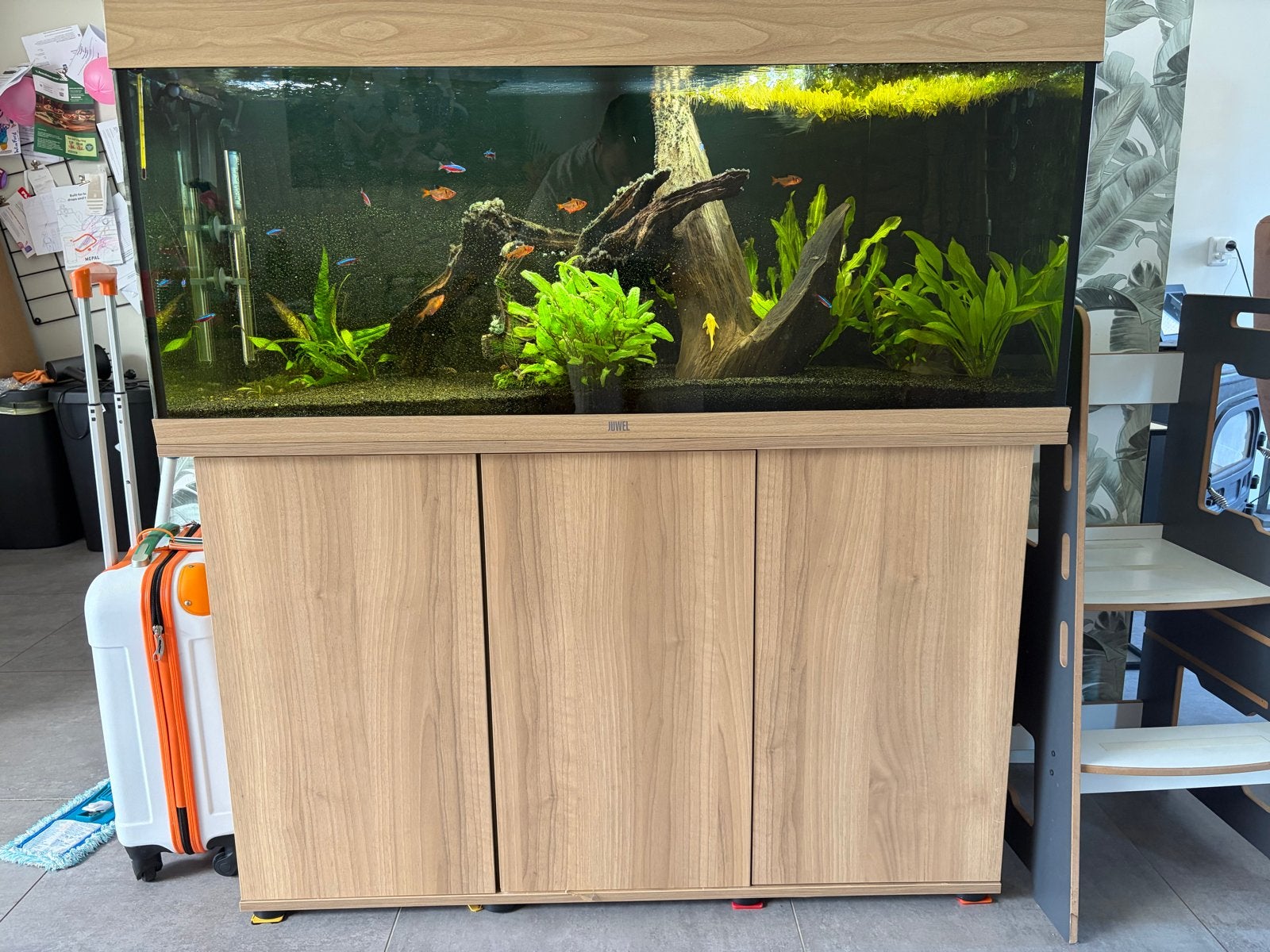 Juwel 240 met cristal profi e902, Dieren en Toebehoren, Vissen | Aquaria en Toebehoren, Ophalen of Verzenden, Inclusief vissen