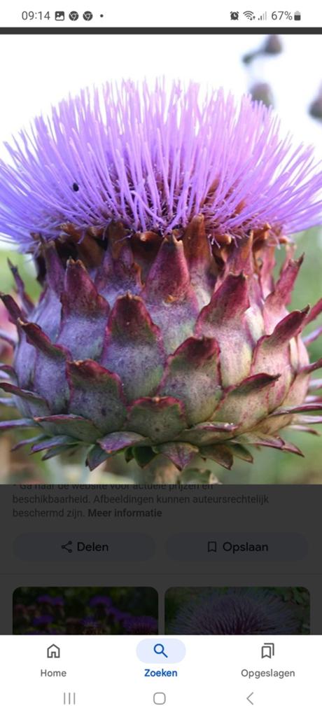 Kardoen plant mix&match moestuin opruiming, Ophalen of Verzenden, Vaste plant, Groenteplanten, Volle zon