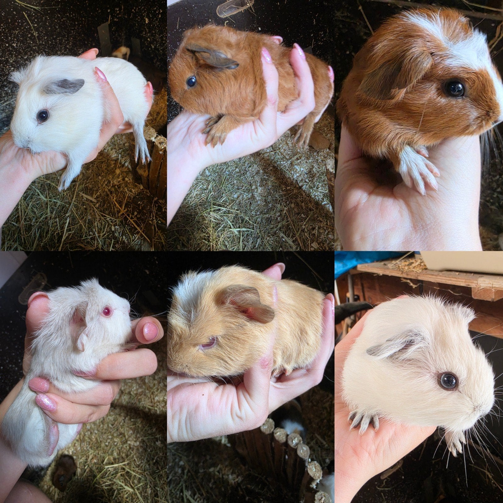 CUY Raszuivere Reuzencavia jonge dieren, Cavia, April, Meerdere dieren, Tam