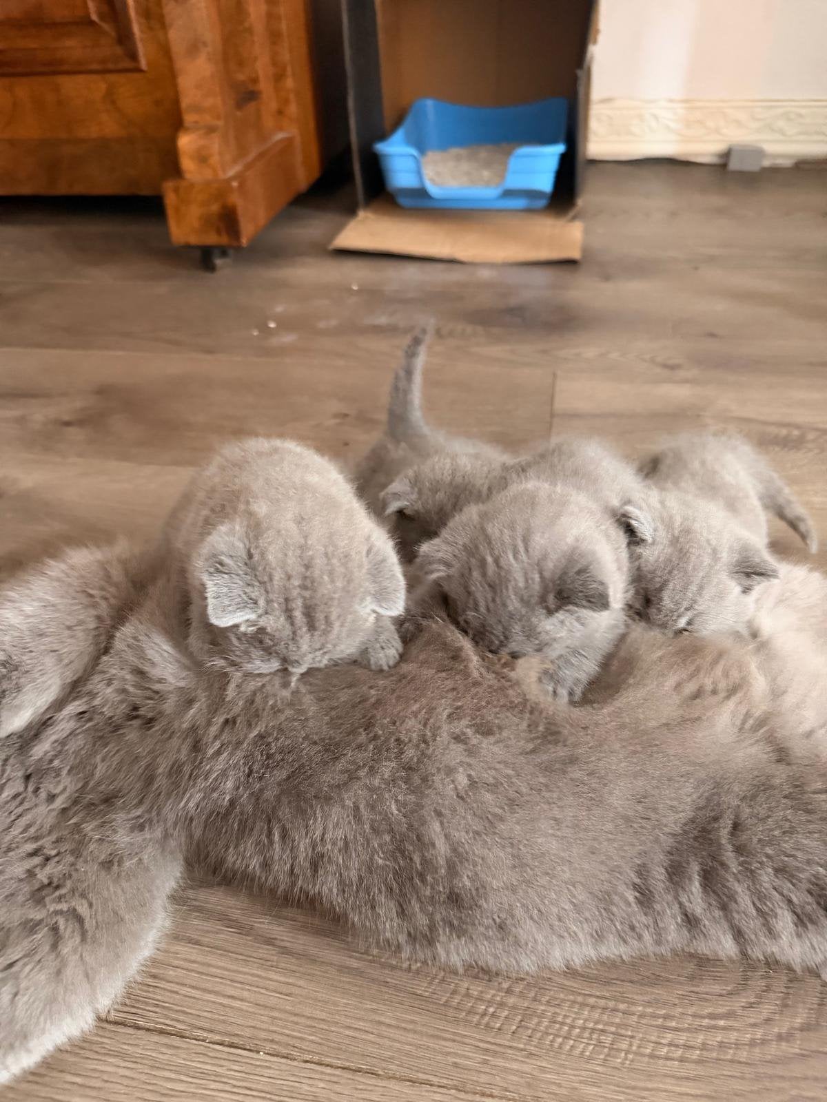 Vier prachtige Britse Korthaar kittens, Dieren en Toebehoren, Meerdere dieren, Ontwormd, 0 tot 2 jaar