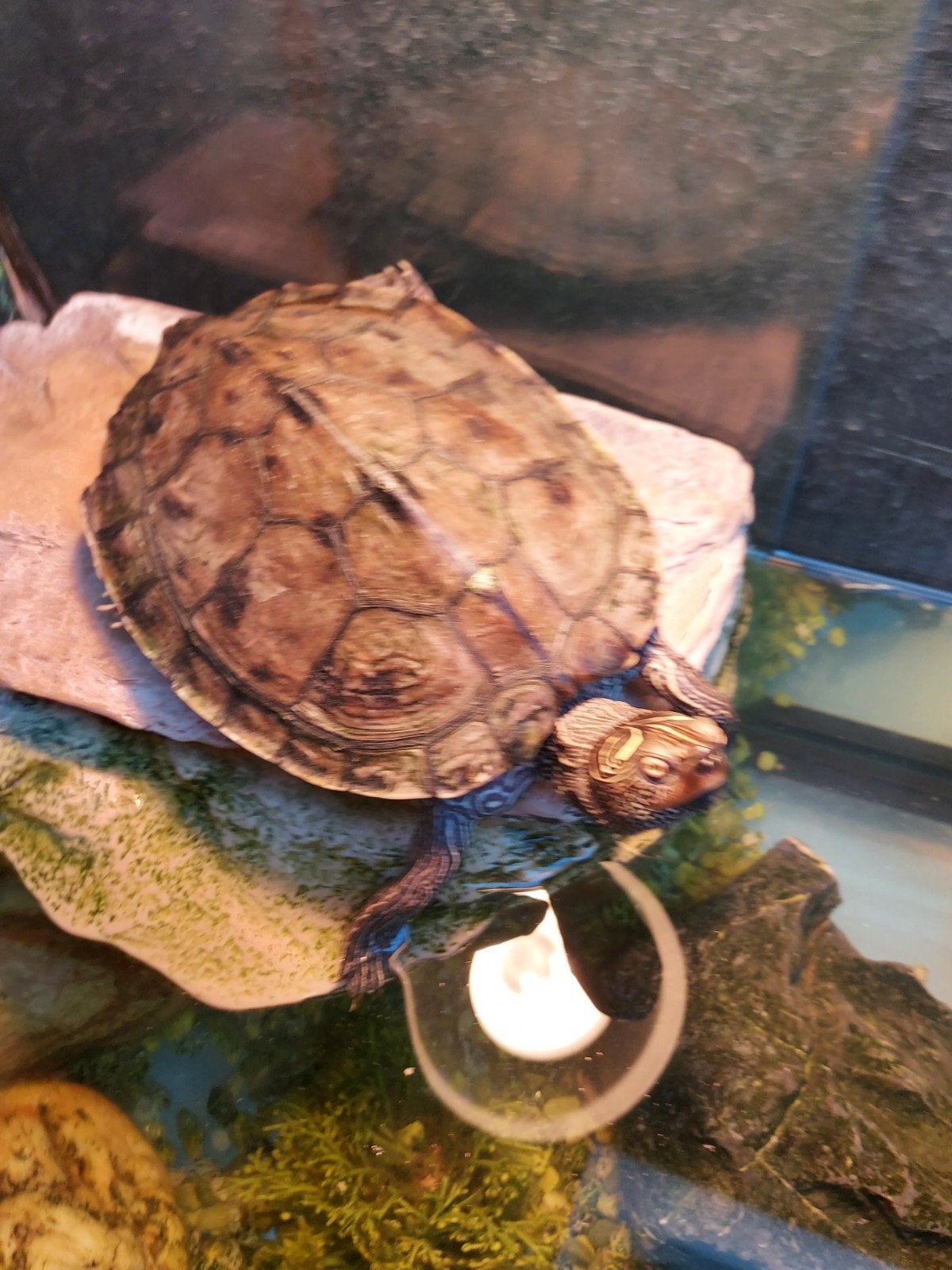 Wij zoeken een nieuw huis voor onze lieve schildpad Harrie