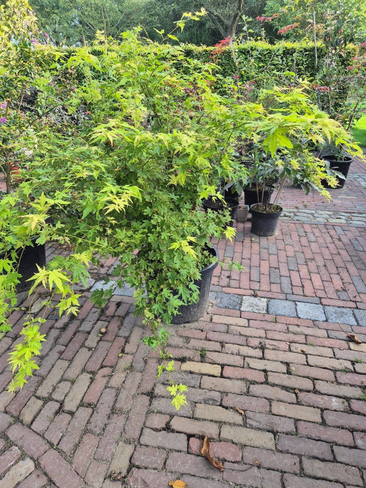 Acer Palmatum 'Orange Dream' - Japanse Esdoorn 120 cm, Bloeit niet, Halfschaduw, Overige soorten, 100 tot 250 cm