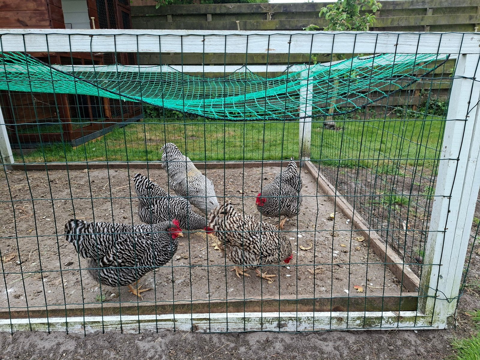 Amrock kriel, Meerdere dieren, Kip