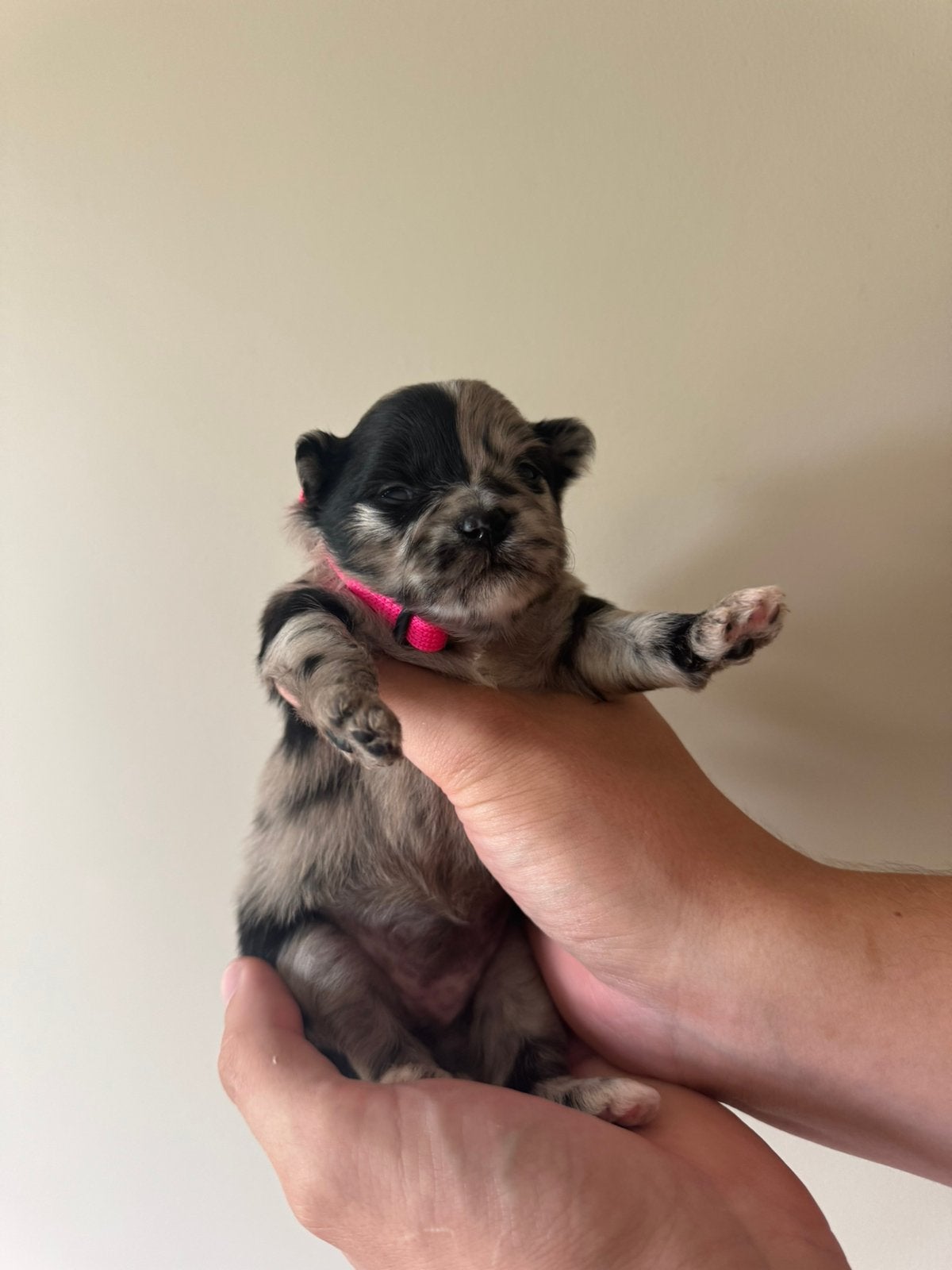 Prachtige pups boomer x pomeriaan x keeshond, Dieren en Toebehoren, Honden | Niet-rashonden, 8 tot 15 weken, Parvo, Meerdere, Meerdere dieren