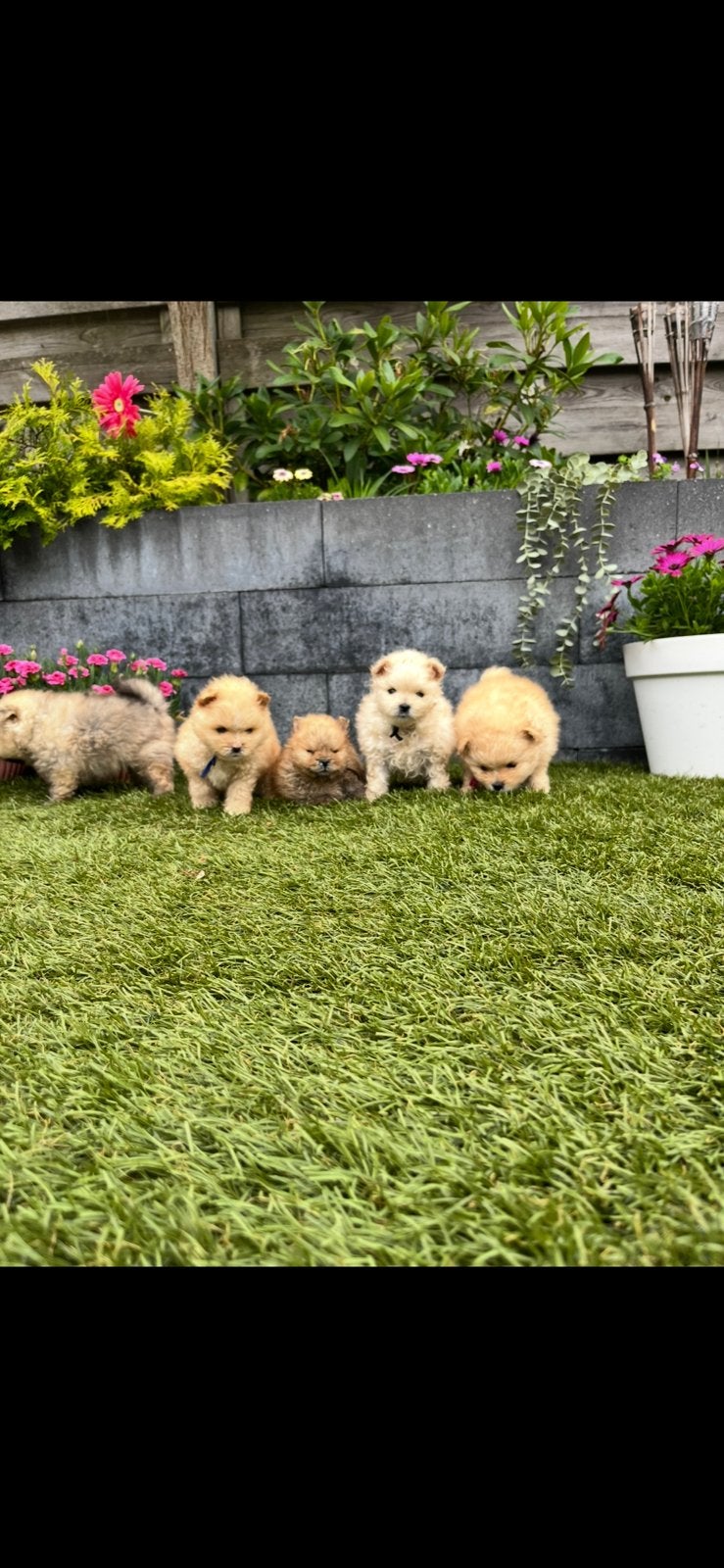 Pomeriaan (dwergkees pup) bearface, Dieren en Toebehoren, Honden | Poolhonden, Keeshonden en Oertypen, Keeshond, 8 tot 15 weken