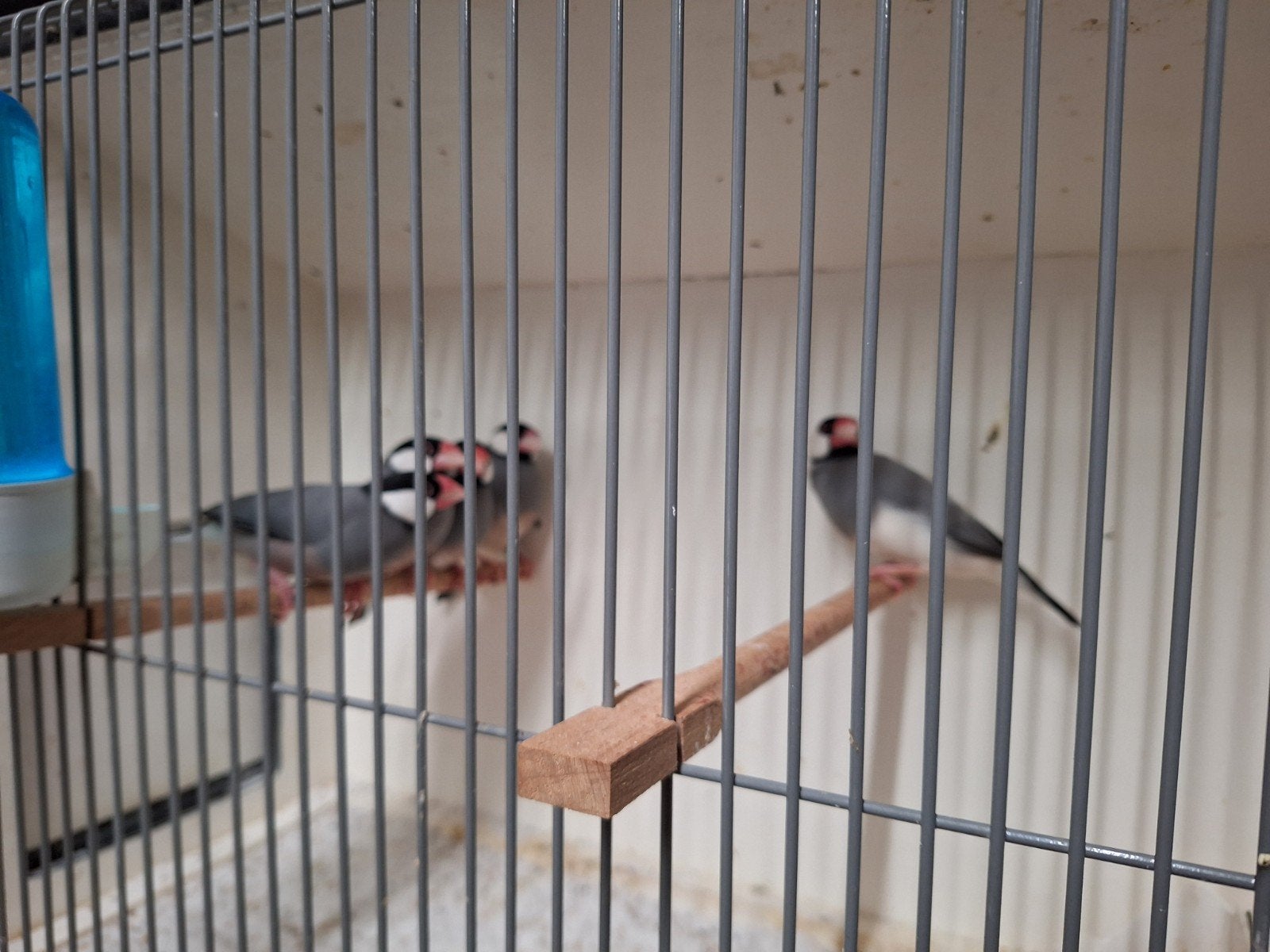 Grijze Rijstvogels, Dieren en Toebehoren