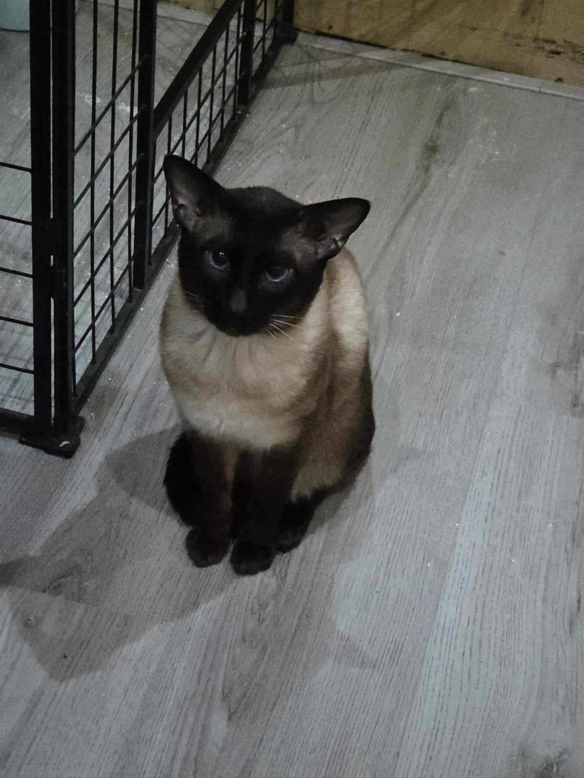 Siamese dekkater, 0 tot 2 jaar