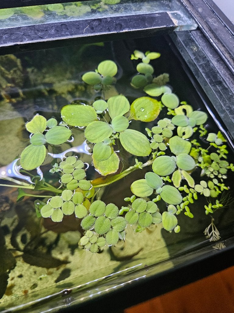 Aquariium drijfplantjes, Ophalen, Zo goed als nieuw, Plant(en), Steen of Hout