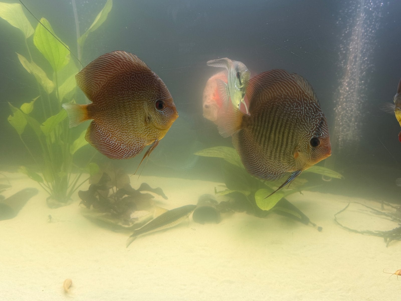 Discus
