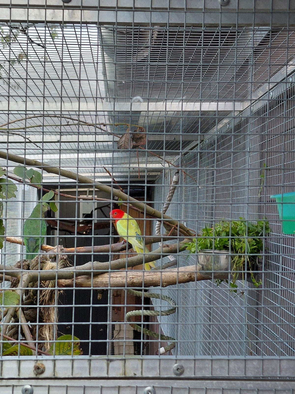 Jonge wildkleur koningsparkiet split voor geel., Dieren en Toebehoren, Vogels | Parkieten en Papegaaien, Mannelijk, Parkiet, Geringd