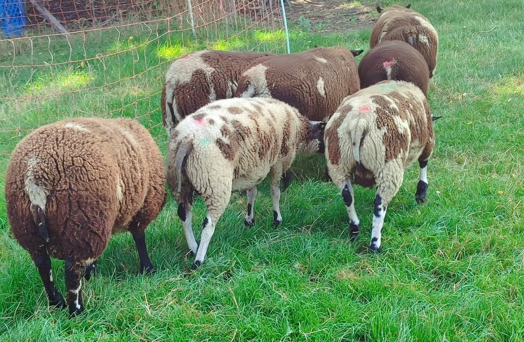 Bonte dekrammen, Mannelijk, Schaap, 0 tot 2 jaar