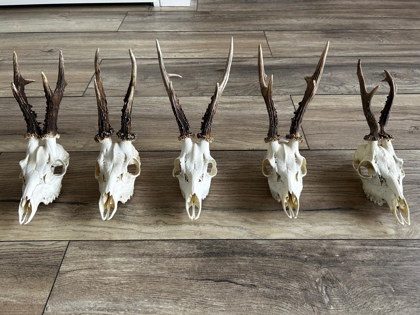 10. Ree kopjes gewei schedel jachttrofee opgezet 5 stuks, Verzamelen, Ophalen, Zo goed als nieuw, Wild dier, Gewei of Kop