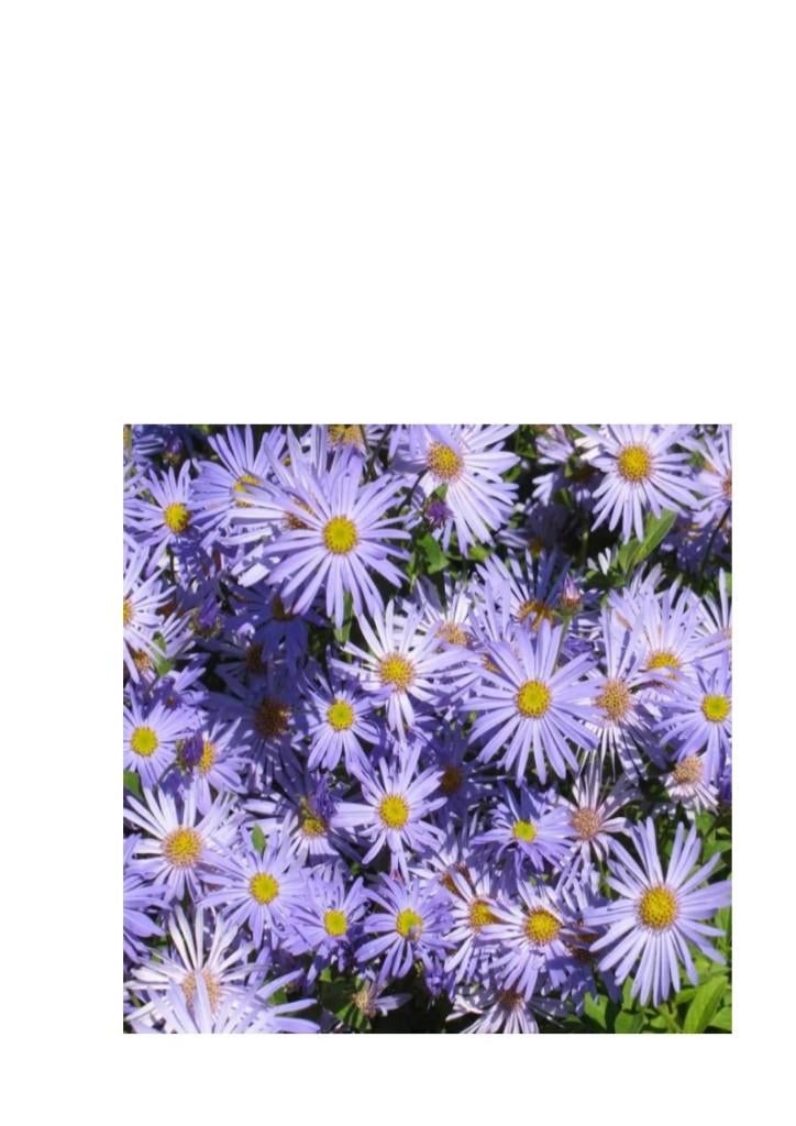 Herfstaster 'Lavendel' plantjes, Volle zon, Vaste plant, Zomer, Ophalen