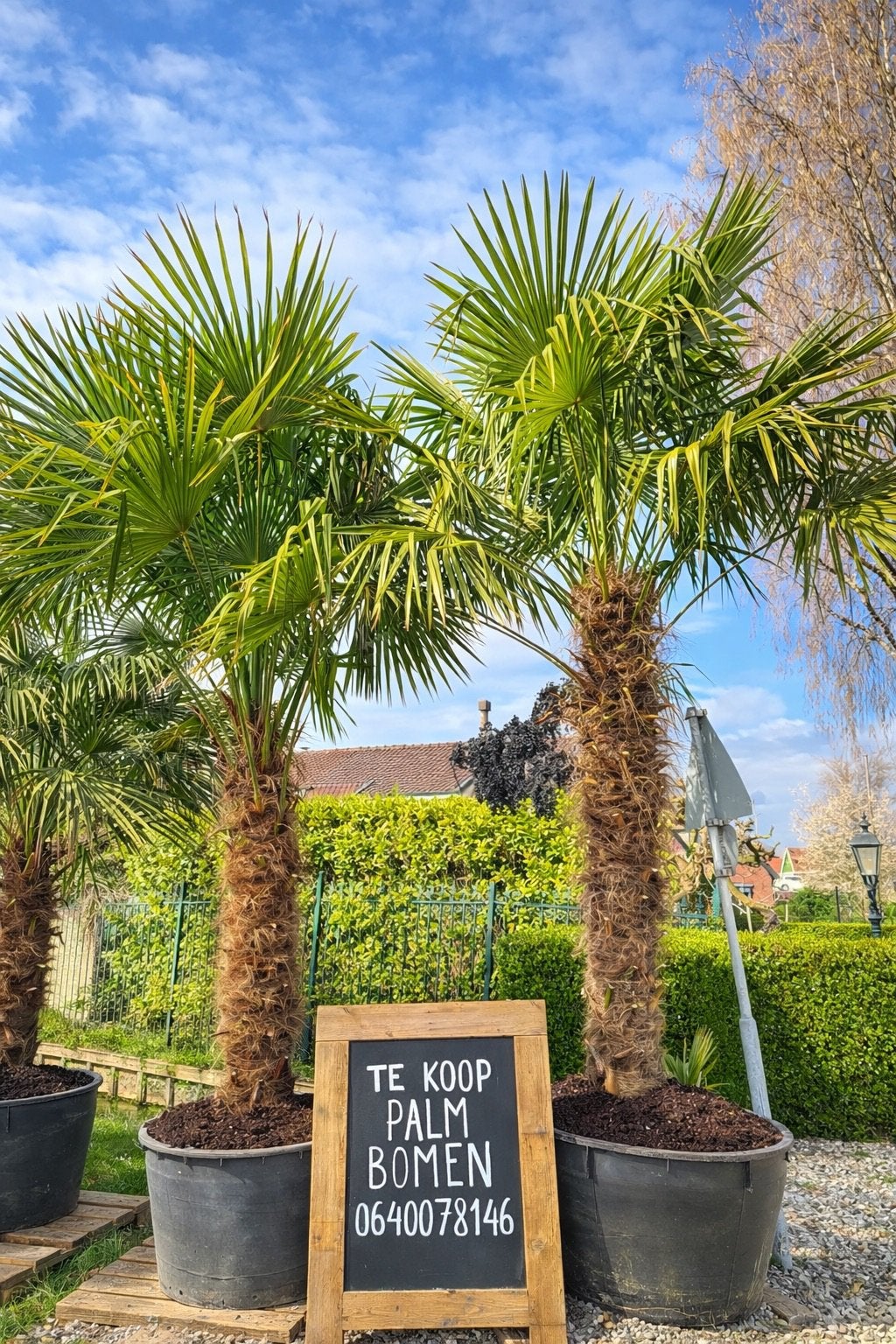 Palmbomen - Trachycarpus Fortunei - Stevig, Ophalen, Vaste plant, Overige soorten, Volle zon