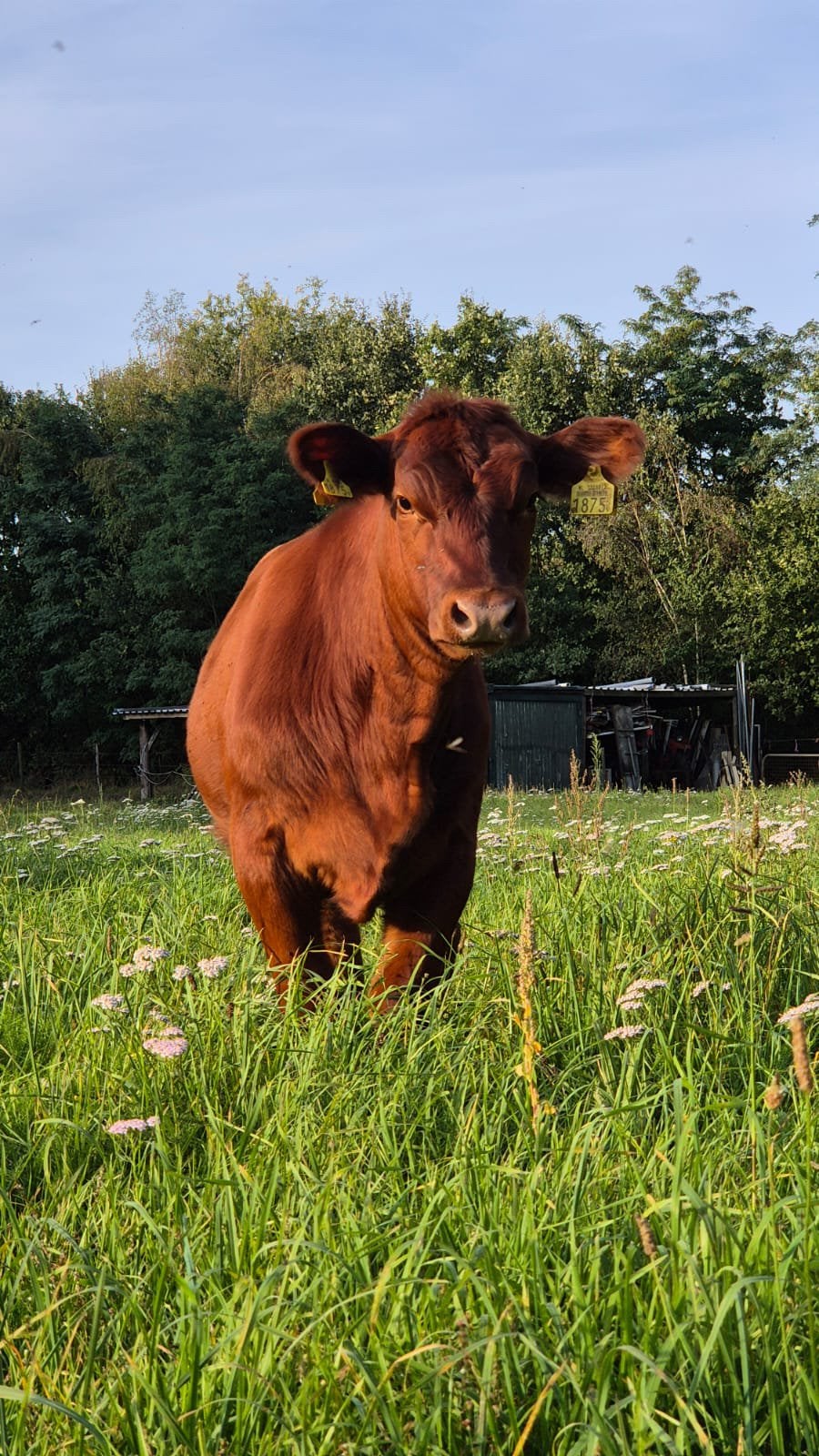 Te koop gevraagd angus vaarskalf, Dieren en Toebehoren, Vrouwelijk, 0 tot 2 jaar