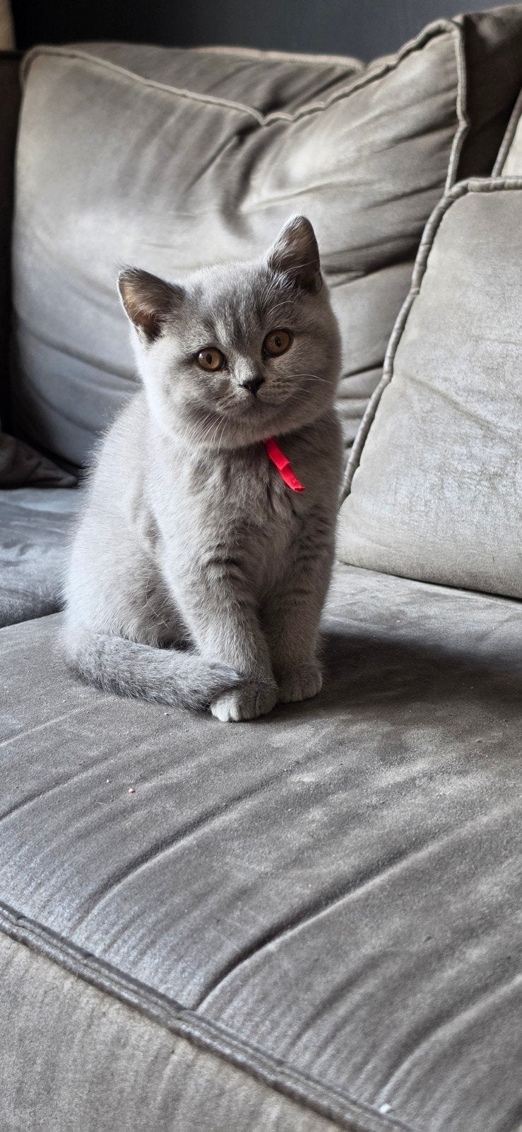 Britse korthaar / langhaar blauwe & lilac kittens, Meerdere dieren