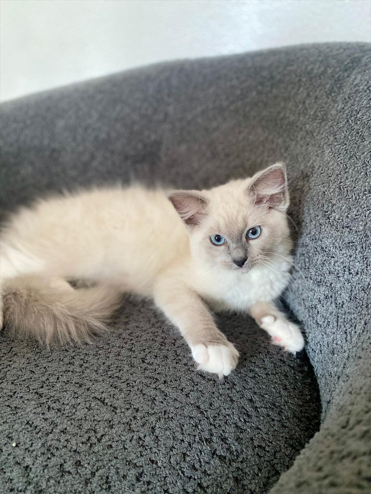 Prachtige raszuivere Ragdoll poes - kitten – blue point ly, Poes
