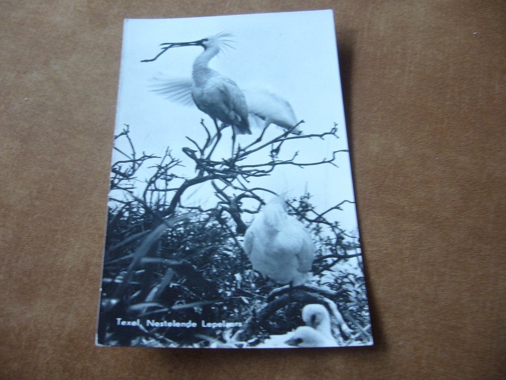 TEXEL  =  NESTELENDE LEPELAARS, Ophalen of Verzenden, 1940 tot 1960, Ongelopen, Waddeneilanden
