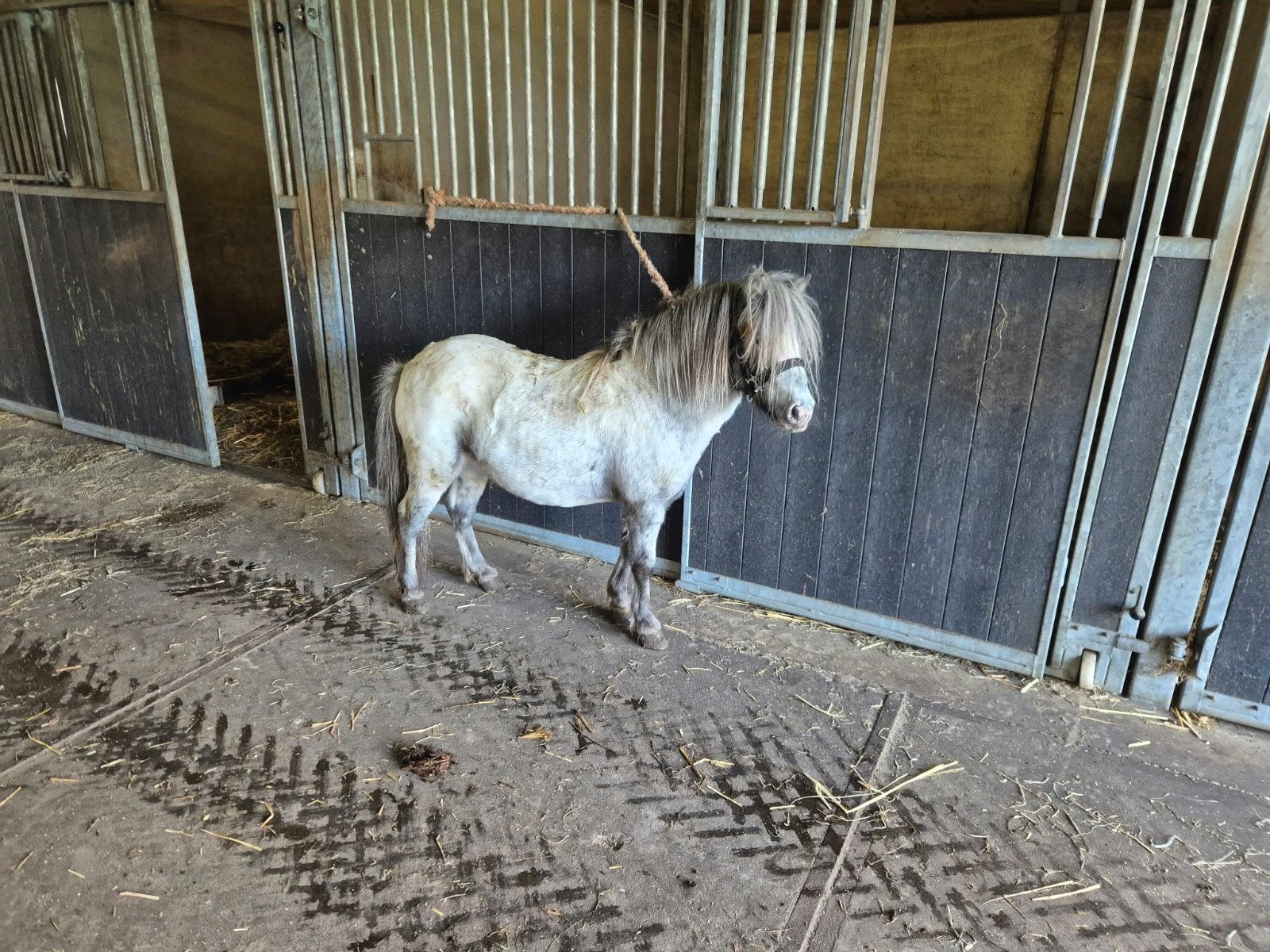 leuk appeloosa hengstje, Dieren en Toebehoren, Minder dan 160 cm, Met stamboom, Hengst, 3 tot 6 jaar