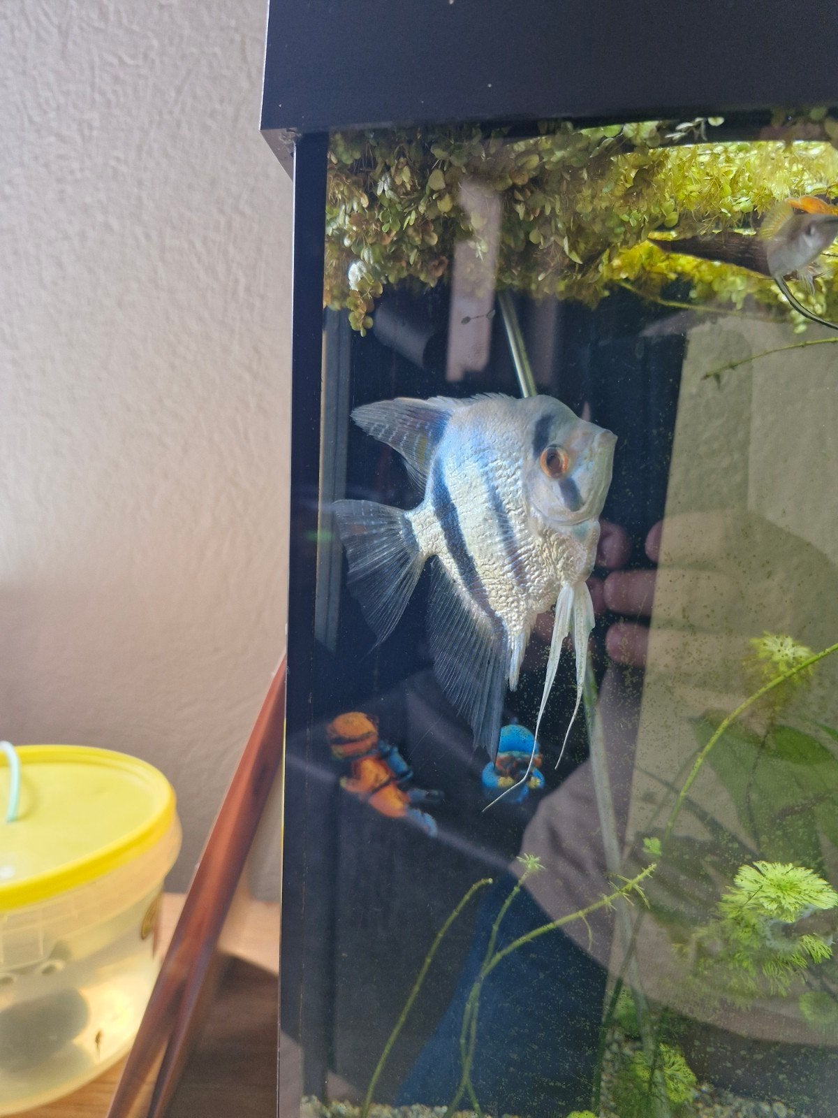 maanvis te koop, Vis