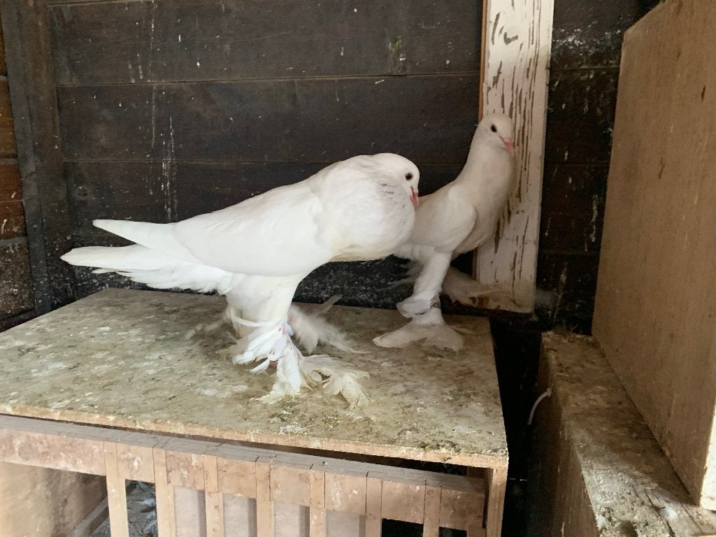 Witte pommerse kroppers, Dieren en Toebehoren, Meerdere dieren, Kropper