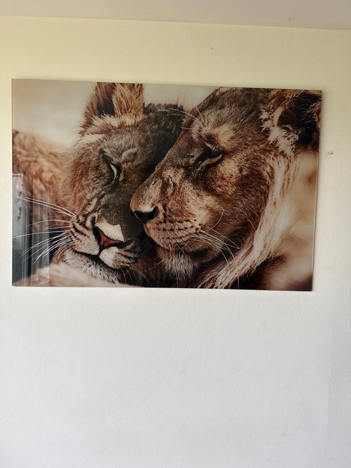 wanddecoratie: Leeuwenkoppen (120x80 cm), Ophalen of Verzenden, Gebruikt, 100 tot 125 cm, Foto of Poster