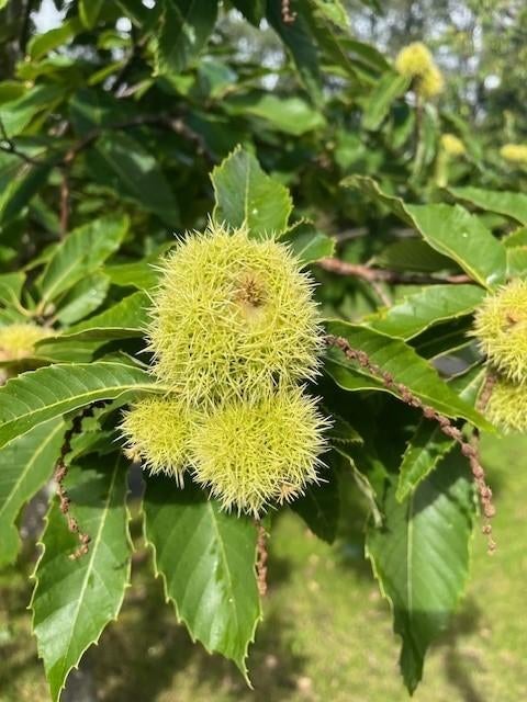 Tamme Kastanje Bomen, geeft eetbare Kastanjes, Ophalen, Lente, Volle zon, Overige soorten