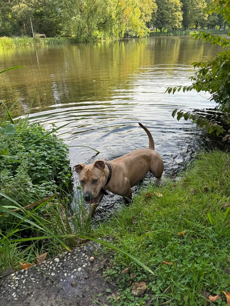 Pitbull stafford van 2 jaar, Dieren en Toebehoren, Overige rassen, 1 tot 2 jaar, Teef, Parvo