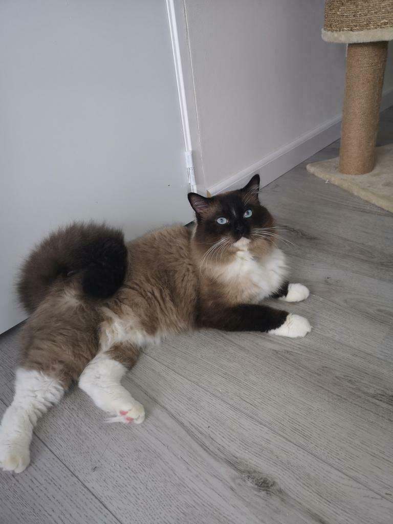Foto 12 van Ragdoll DNA GETEST(dekkater)NIET TE KOOP