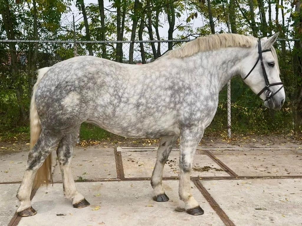 Stoer robuuste 6 jarige Litouwse merrie, 3 tot 6 jaar, 160 tot 165 cm, Recreatiepaard, Merrie