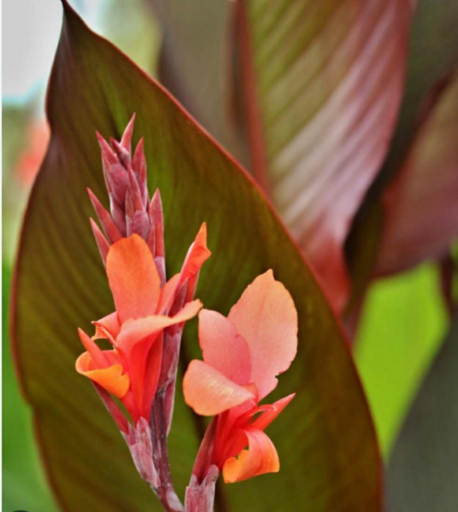 Canna musafolia zaden., Ophalen of Verzenden, Volle zon, Knol