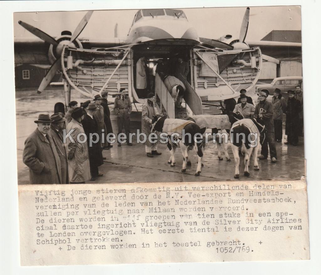 Vliegtuig Silver City Airlines Londen laadt koeien schiphol, Verzamelen, Foto's en Prenten, Gebruikt, Foto, Overige onderwerpen