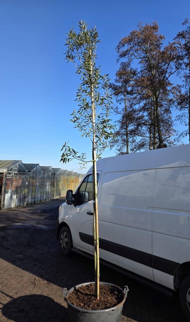 Steeneik in pot - Quercus ilex, Tuin en Terras, Bloeit niet, Overige soorten, 250 tot 400 cm, Ophalen