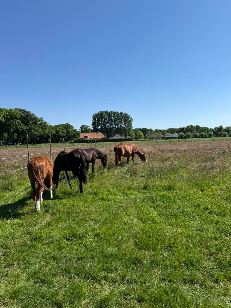 Plek vrij voor merries/ruinen van alle formaten met rijbak!, Dieren en Toebehoren, Stalling en Weidegang, Weidegang, 4 paarden of pony's of meer