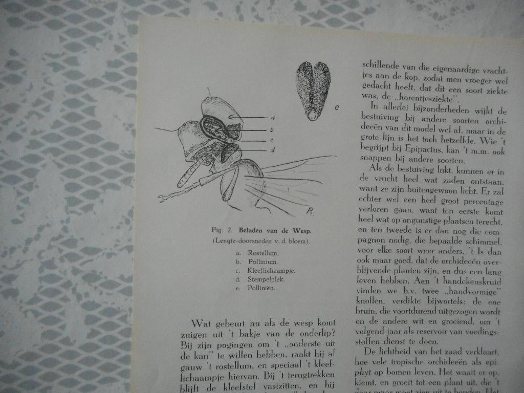 Orchideeën. 1939., Verzamelen, Tijdschriften, Kranten en Knipsels, Ophalen of Verzenden, 1920 tot 1940, Nederland, Knipsel(s)