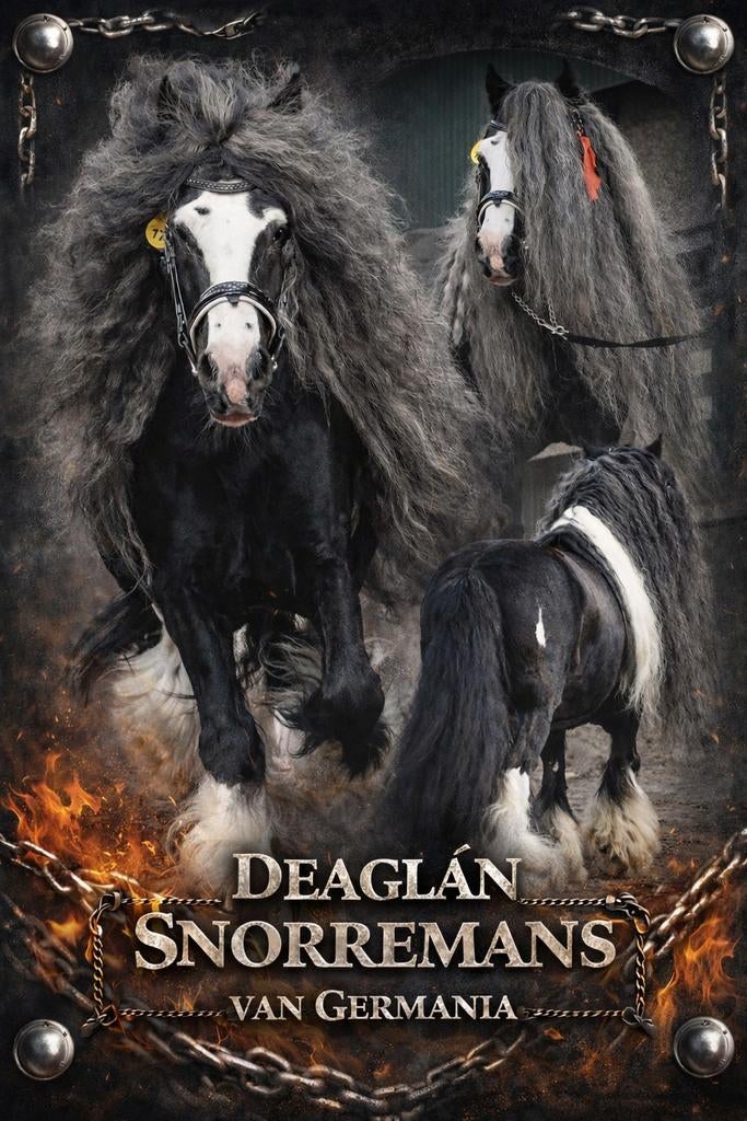 Prachtige irish cob/tinker hengsten ter dekking, Dieren en Toebehoren, Hengst