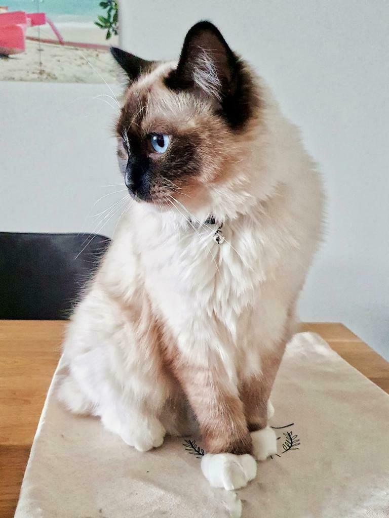 Foto 22 van Ragdoll DNA GETEST(dekkater)NIET TE KOOP