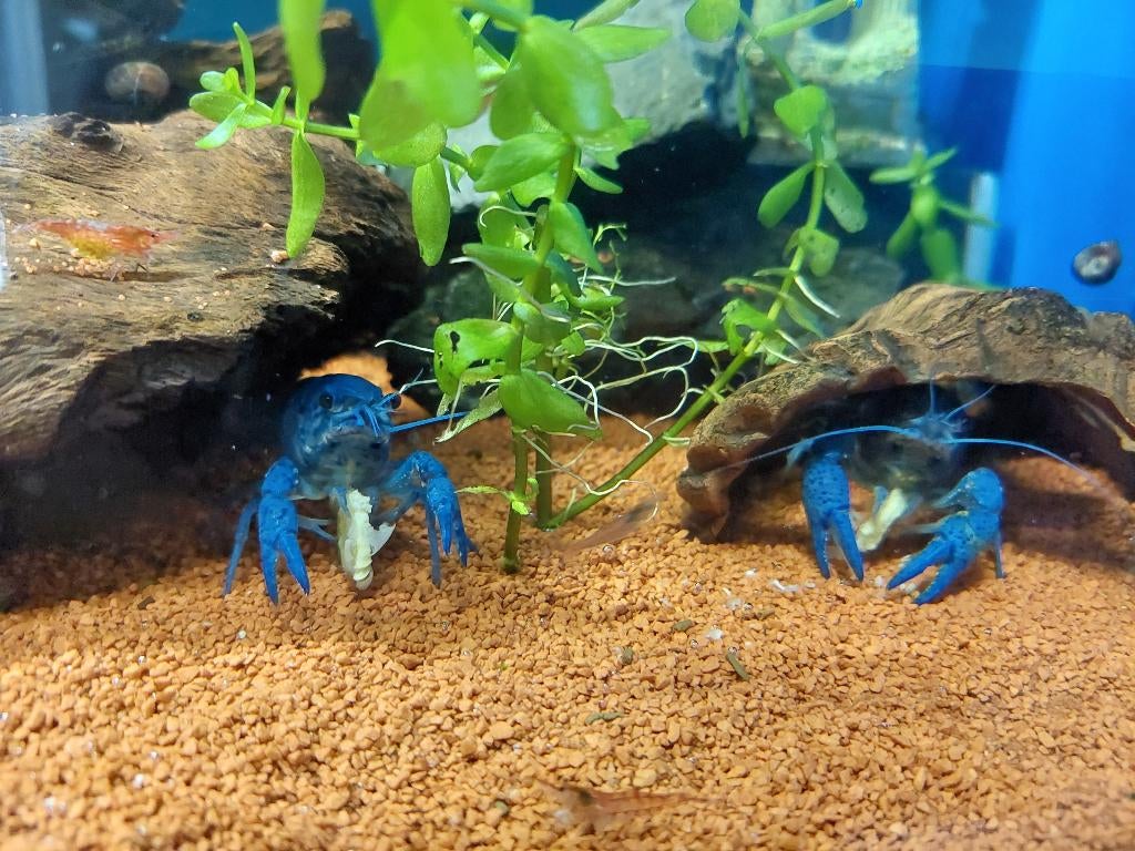 Blauwe Florida kreeft – Procambarus Alleni, Dieren en Toebehoren, Kreeft, Krab of Garnaal, Zoetwatervis