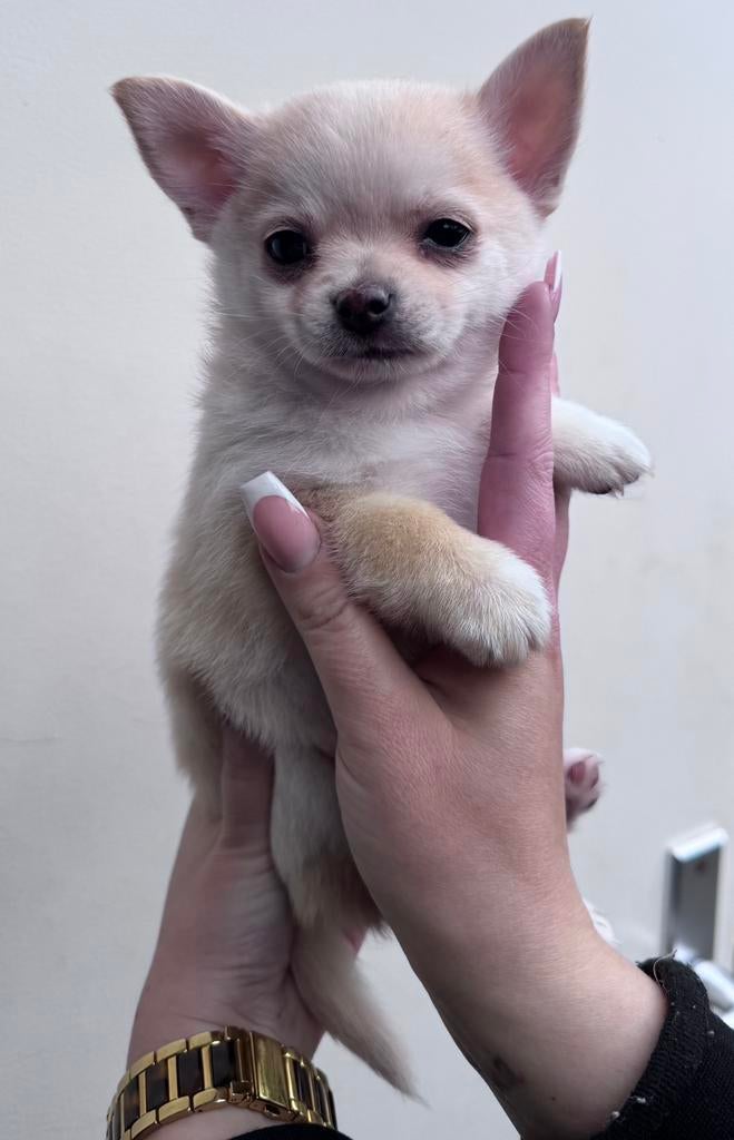 Pomeranian x chihuahua pups, Dieren en Toebehoren, Parvo, Reu, 8 tot 15 weken, Meerdere