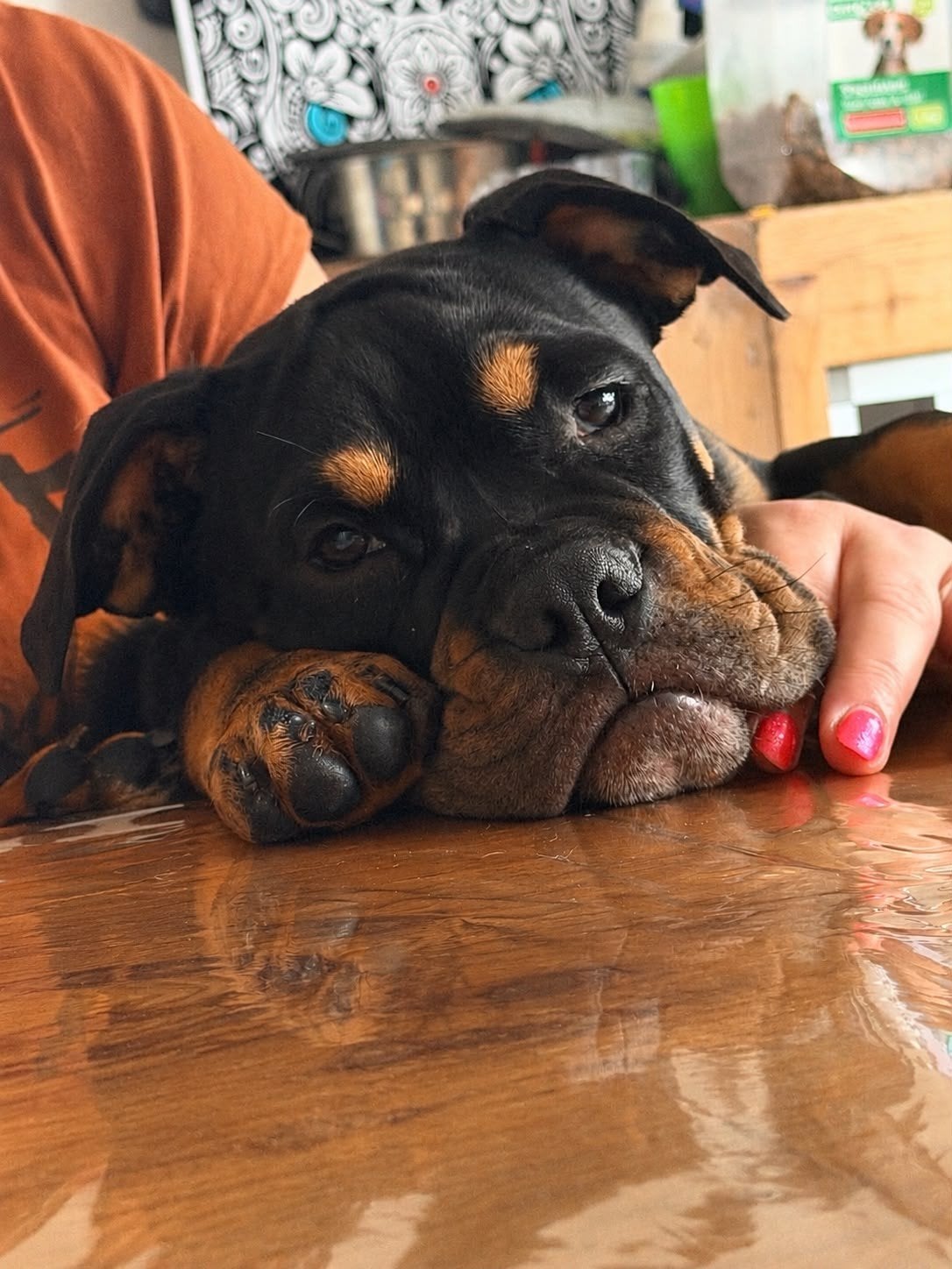 old english bulldog teefje te koop, 15 weken tot 1 jaar, CDV (hondenziekte), Teef, Bulldog