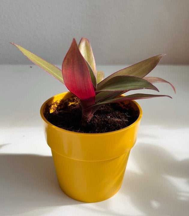 Tradescantia spathacea ‘Moses in the Cradle’, Ophalen, Halfschaduw, Minder dan 100 cm