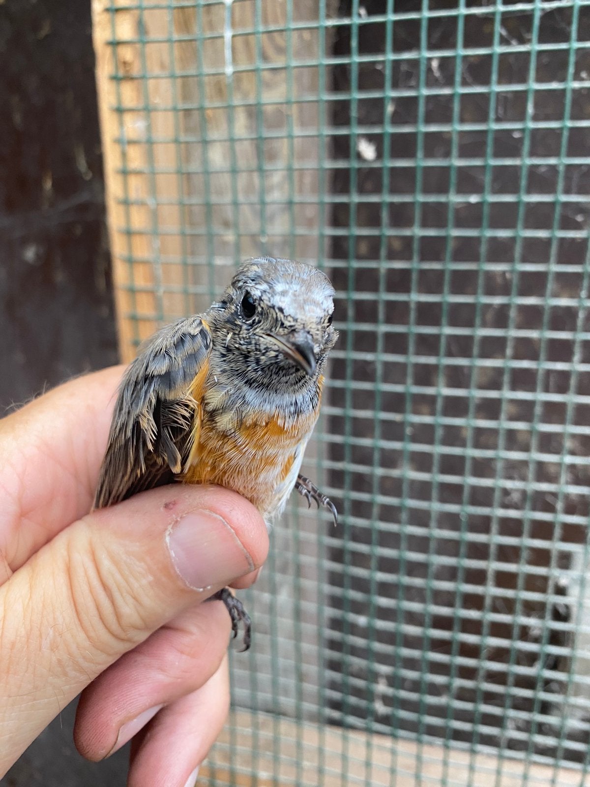 Gekraagde roodstaart man 2026, Mannelijk, Wildzangvogel