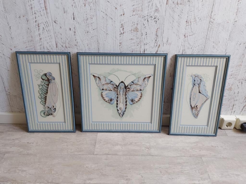 Set van 3 ingelijste vlinder- en insectenprints, Ophalen, Gebruikt, 50 tot 75 cm, Print