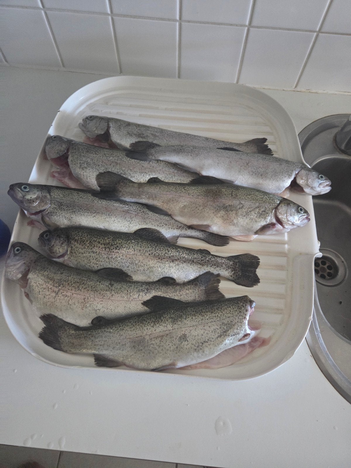 forel 28-07 gevangen, Vis
