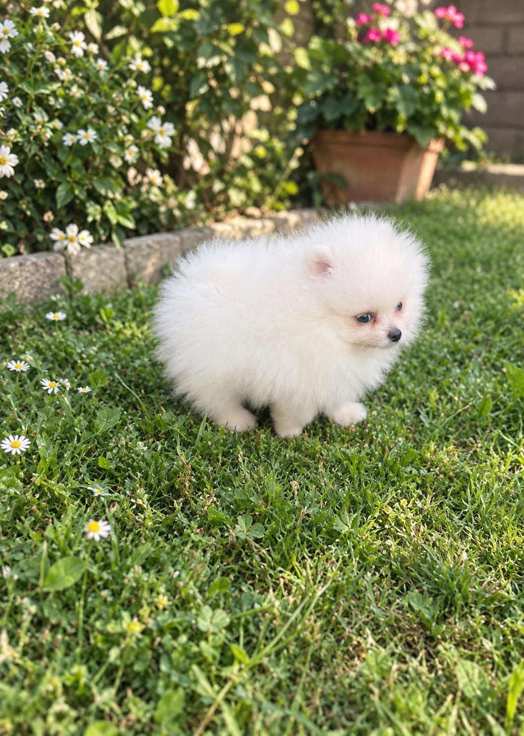 Mini  pomeranian - teefje, Dieren en Toebehoren, Particulier, Rabiës (hondsdolheid), 15 weken tot 1 jaar, Buitenland