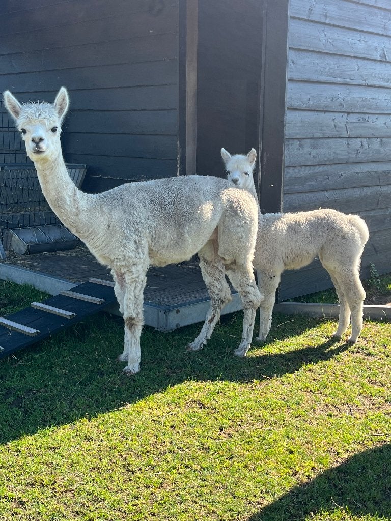 Alpaca merrie met veulen, Vrouwelijk, Schaap, 3 tot 5 jaar