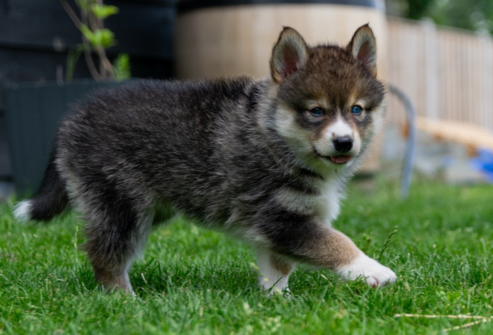 Pomsky mini husky, Dieren en Toebehoren, Overige rassen, 8 tot 15 weken, Teef, Meerdere