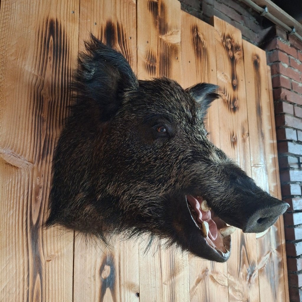 Levensechte opgezette zwijnenkop, Ophalen of Verzenden, Nieuw, Wild dier, Opgezet dier