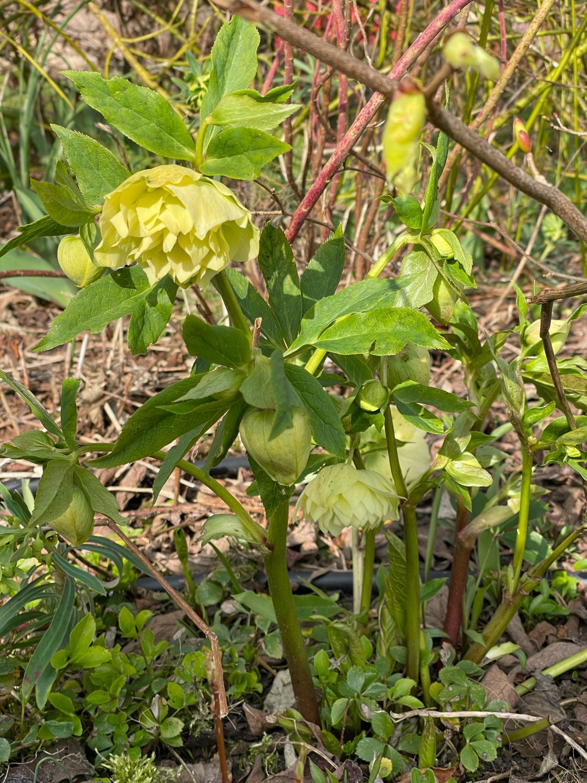 Helleborus zaailingen - Kerstroos plantjes, Vaste plant, Halfschaduw, Winter, Ophalen
